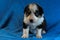 Black and white border collie puppy