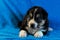 Black and white border collie puppy