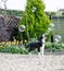 Black and white Border Collie puppy playing with bubbles