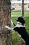 A black and white border collie puts its front paws on a tree trunk and poses. A smart dog does clever tricks in the