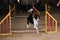 Black and white border collie with red tan runs fast and jumps high over barrier at agility competitions. Speed and agility,