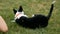 Black and white border collie running on the green grass performs tricks