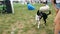 Black and white border collie running on the green grass performs tricks