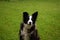 Black and white Border Collie sitting on the front lawn