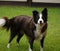 Black and white Border Collie standing on the front lawn