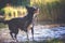 Black and white border collie stands drenched on the edge of a lake. The dog can be seen from the side, looking up, tongue