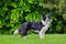 Black and white border collie stands in the garden