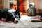 Black and white border collie waiting for food. Dog lying next to empty dog`s bowl. Buddha on the background