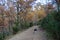 .a black and white border colllie dog is standing in nature, surrounded by leaves and trees. in autumn