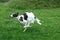 Black and white borszoi dog at full speed over a lawn