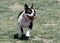 Black and white Boston Terrier at the park