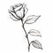 Black And White Botanical Rose Leaf Illustration