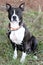 Black and white Boxer Bulldog mix dog sitting with collar and leash