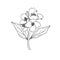 Black and white branch flower jasmine outline isolated on background. Hand-draw contour line and strokes branch flowers. Design