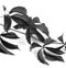 Black and white branch of grapes leaves Parthenocissus quinquef