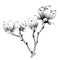 Black-and-white branch of a magnolia vector graphics.