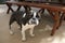 Black and White Brindle French Bulldog