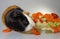 Black, white and brown colored guinea pig eating slice of tomato with plate of salad made of  cabbage, carrot, tomato, cucumber an