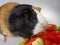 Black, white and brown colored guinea pig with plate of salad made of  cabbage, carrot, tomato, cucumber and parsley.