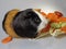 Black, white and brown colored guinea pig with plate of salad made of  cabbage, carrot, tomato, cucumber and parsley.