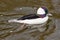 Black White Bufflehead Duck