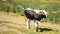 Black and white bull calf bellows in mountains