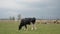 A black and white bull cattle and eat green grass on a cloudy day in summer