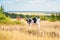 Black and white bull on a field in the grass. Year of the bull. Symbol of 2021