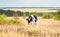 Black and white bull on a field in the grass. Year of the bull. Symbol of 2021