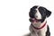 black and white bulldog with opened mouth looking up studio shot medium shot grey background pet dog concept
