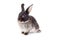 Black and white bunny, isolate