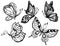 Black and white butterflies on white background for design and decoration, logo, clipart, coloring pages. Vector