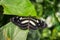 Black and white butterfly posing on the leaf of a plant