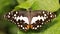 black and white butterfly spreading wings on leaf, macro photo of this delicate and gracious Lepidoptera