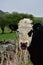 Black and White Calf Chewing Cud by a Fence