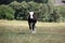 Black and white calf stands in the meadow