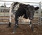 Black and white calf steer staring at camera