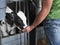 Black and white calf suckles hand of farmer