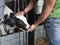 Black and white calf suckles hand of farmer
