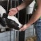 Black and white calf suckles hand of farmer