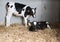 Black and white calfs in straw of dutch barn in holland