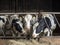 Black and white calves in a barn eating hay, their heads through the fence