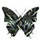 Black and white camouflage over white background in Black Rajah Butterfly shape, fascinated illusion figure