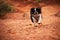 Black and white canine running joyfully along a dusty road