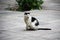 Black and white cat