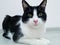 Black and white cat of adolescence lies in the room in front of a white wall. Looking for a master a curious look, watching