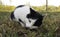 Black and white cat  on autumn grass eating freshly fish.