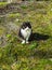 Black and white cat basks in the first spring sun