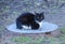 Black-and-white cat basks on the manhole cover