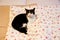 Black and white cat on bed